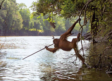 orangutan-fishing-spear.jpg